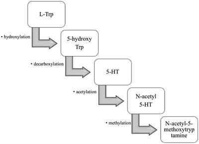The mechanisms and roles of melatonin in gastrointestinal cancer